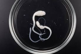 Image result for cestoda excrement dog