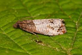 Attēlu rezultāti vaicājumam “Notocelia roborana”