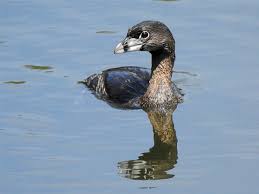 Image result for Podilymbus podiceps