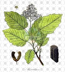 Attēlu rezultāti vaicājumam “Acer tataricum fruit”