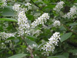 Attēlu rezultāti vaicājumam “Padus avium leaf”