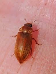 Attēlu rezultāti vaicājumam “Byturus tomentosus”