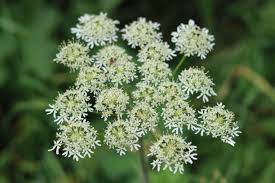 Attēlu rezultāti vaicājumam “Angelica palustris flower”