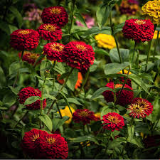 Image result for Zinnia elegans