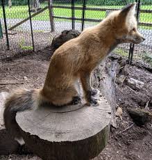 Attēlu rezultāti vaicājumam “Vulpes vulpes”