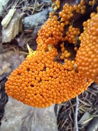 Attēlu rezultāti vaicājumam “Leocarpus fragilis var. bisporus”