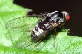 Attēlu rezultāti vaicājumam “Platypezidae”