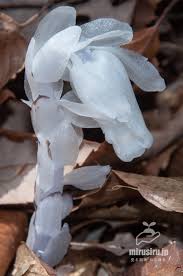 Image result for ギンリョウソウ