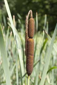 Attēlu rezultāti vaicājumam “Acoraceae”