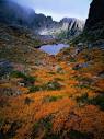 Deciduous Beech on Tasmania's West Coast Range, Tasmania ... 