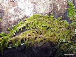 Attēlu rezultāti vaicājumam “Hypnum cupressiforme var. lacunosum”