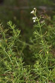 Attēlu rezultāti vaicājumam “Galium album”