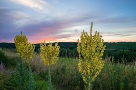 Image result for Königskerzen