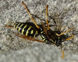 Attēlu rezultāti vaicājumam “Polistes nimpha”