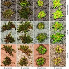 Attēlu rezultāti vaicājumam “Sanionia uncinata”