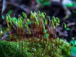 Attēlu rezultāti vaicājumam “Brachytheciastrum velutinum sporophyte”