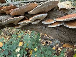 Attēlu rezultāti vaicājumam “Daedaleopsis confragosa”