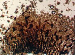 Attēlu rezultāti vaicājumam “Cribraria piriformis”