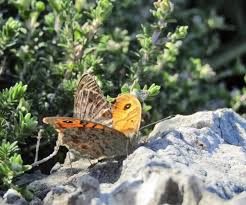 Attēlu rezultāti vaicājumam “Lasiommata megera male”