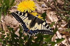 Attēlu rezultāti vaicājumam “Papilio machaon upperside”