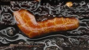 Attēlu rezultāti vaicājumam “Licea testudinacea macro”