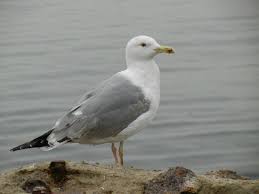 Image result for Larus cachinnans