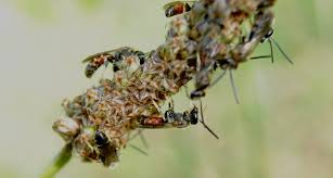 Attēlu rezultāti vaicājumam “Diachea leucopodia young”