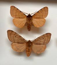 Attēlu rezultāti vaicājumam “Arctiidae”