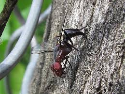 Attēlu rezultāti vaicājumam “Tetanops myopina”