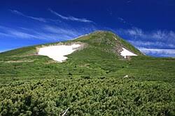 Attēlu rezultāti vaicājumam “Pinus pumila male flower”