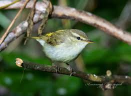 Attēlu rezultāti vaicājumam “Phylloscopus trochiloides”
