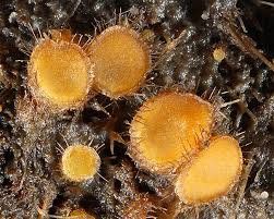 Attēlu rezultāti vaicājumam “Cheilymenia stercorea”