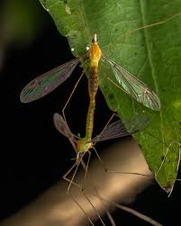 Attēlu rezultāti vaicājumam “Tipulidae”