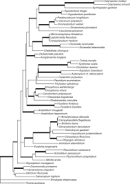 Attēlu rezultāti vaicājumam “Saelania glaucescens sporophyte”