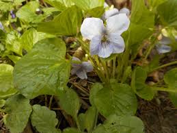 Attēlu rezultāti vaicājumam “Viola mirabilis”