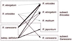 Attēlu rezultāti vaicājumam “Racomitrium canescens sporophyte”