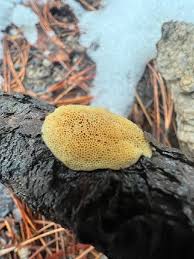 Attēlu rezultāti vaicājumam “Diplomitoporus flavescens”