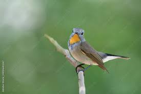 Image result for Ficedula albicilla