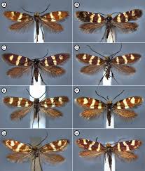 Attēlu rezultāti vaicājumam “Micropterix aureatella”