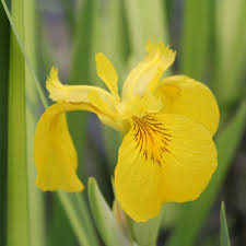 Attēlu rezultāti vaicājumam “Iris pseudacorus fruit”