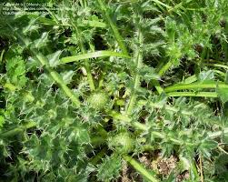 Attēlu rezultāti vaicājumam “Cirsium acaule leaf”