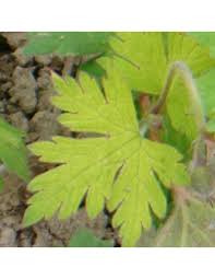 Image result for Geranium `Sandrine`