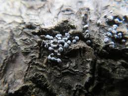 Attēlu rezultāti vaicājumam “Physarum notabile spores”