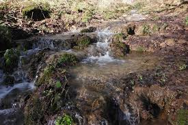 Attēlu rezultāti vaicājumam “Palustriella”