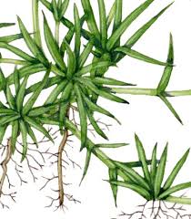 Attēlu rezultāti vaicājumam “Sagina procumbens fruit”