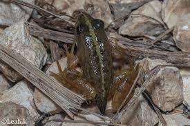 Attēlu rezultāti vaicājumam “Pelophylax juvenile”