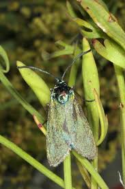 Attēlu rezultāti vaicājumam “Adscita statices”