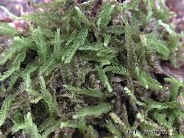 Attēlu rezultāti vaicājumam “Nardia scalaris”