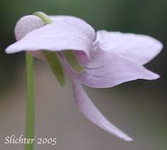Attēlu rezultāti vaicājumam “Viola palustris leaf”