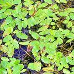 Attēlu rezultāti vaicājumam “Potamogeton gramineus”